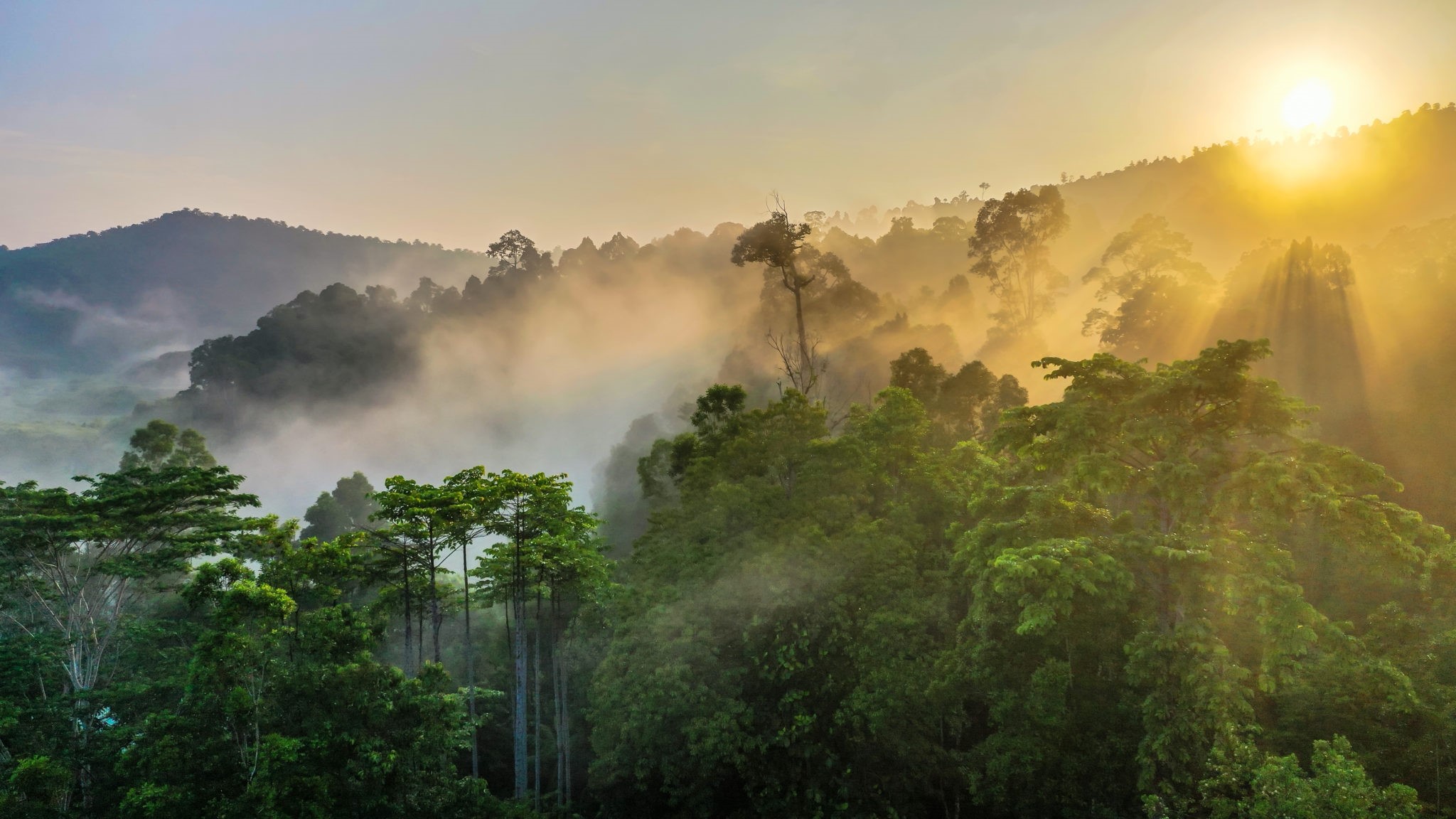 Rainforest biodiversity